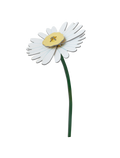 STUDIO ROOF - Daisy