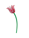 STUDIO ROOF - Pink Tulip