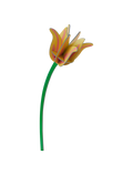 STUDIO ROOF - Yellow Tulip